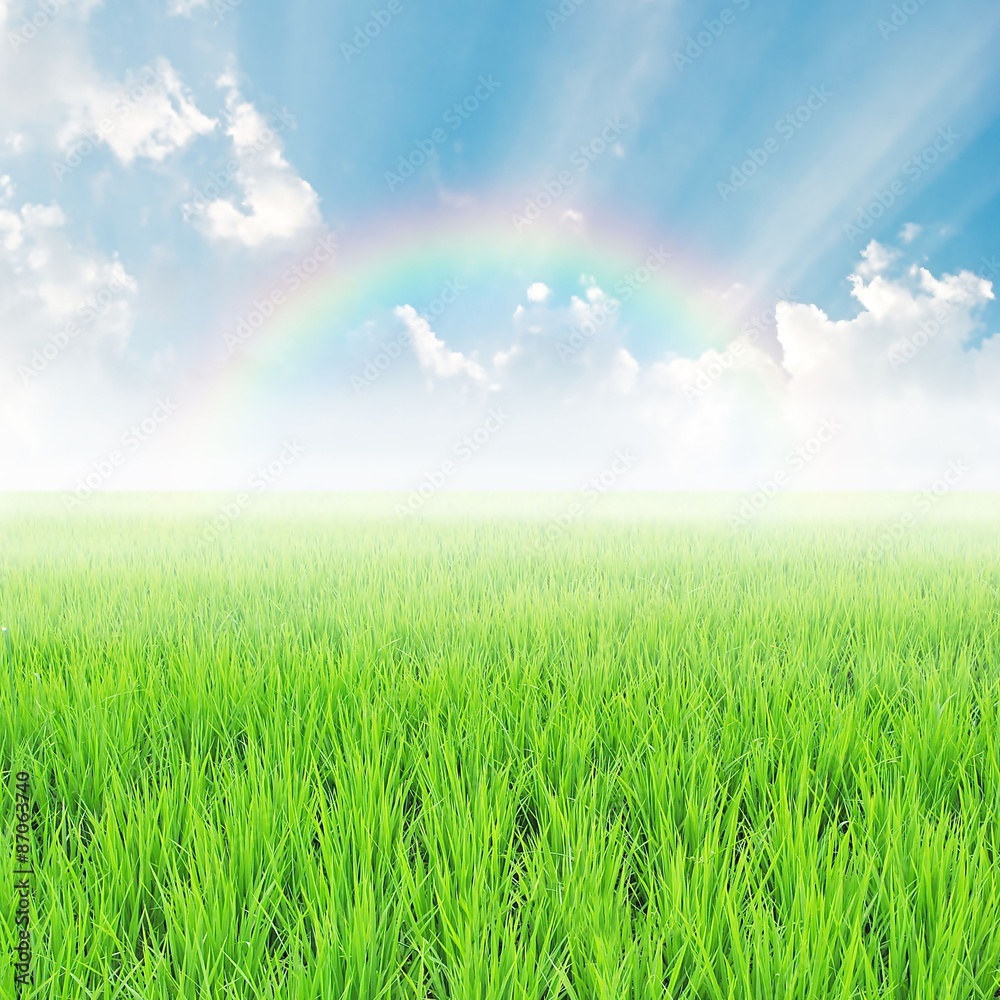 Obraz premium field on a background of the blue sky with rainbow
