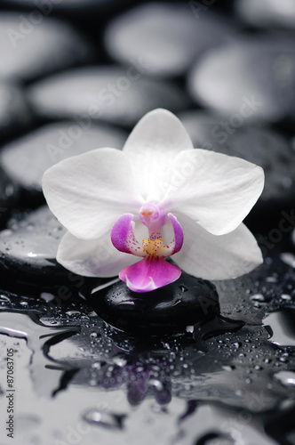 White orchid with black stones on wet background