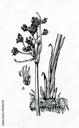 Common club-rush (Schoenoplectus lacustris)
 photo