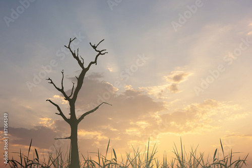 Dead tree and grass silhouette with sky sunset