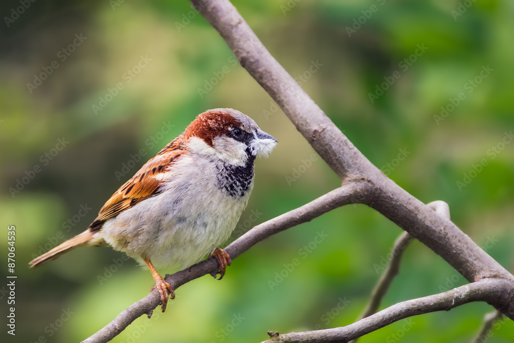 House sparrow holding a piece of fluff in its beak