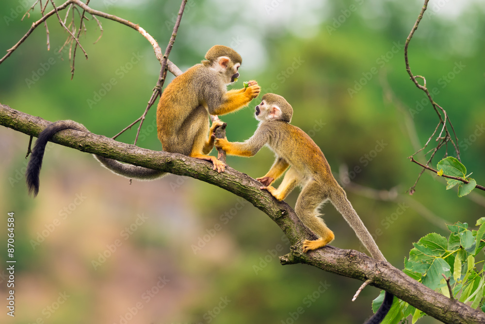 Naklejka premium Wspólne małpy wiewiórki bawiące się na gałęzi drzewa
