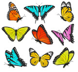 Set of colorful butterflies illustration
