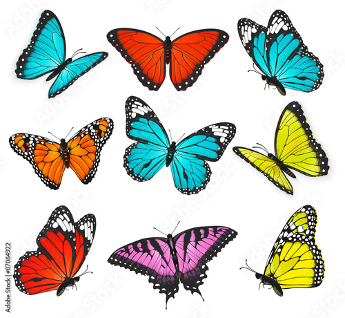 a set of realistic colorful butterflies illustration
