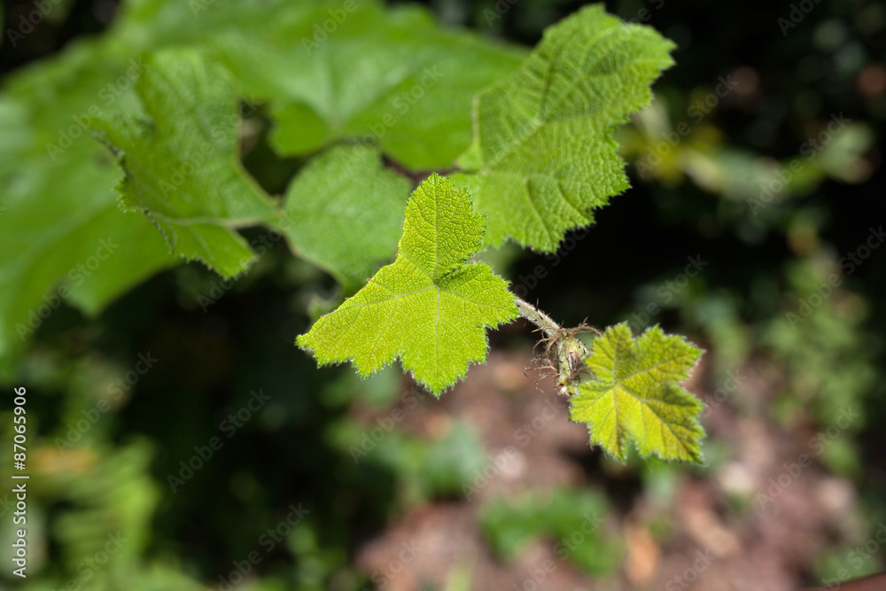 green leaf nature green leaf nature