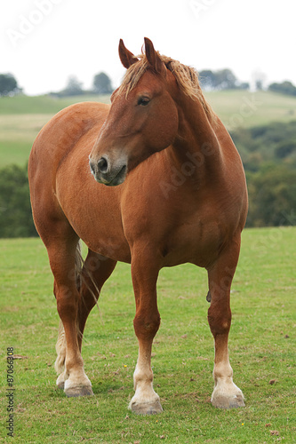 photo of a heavy horse