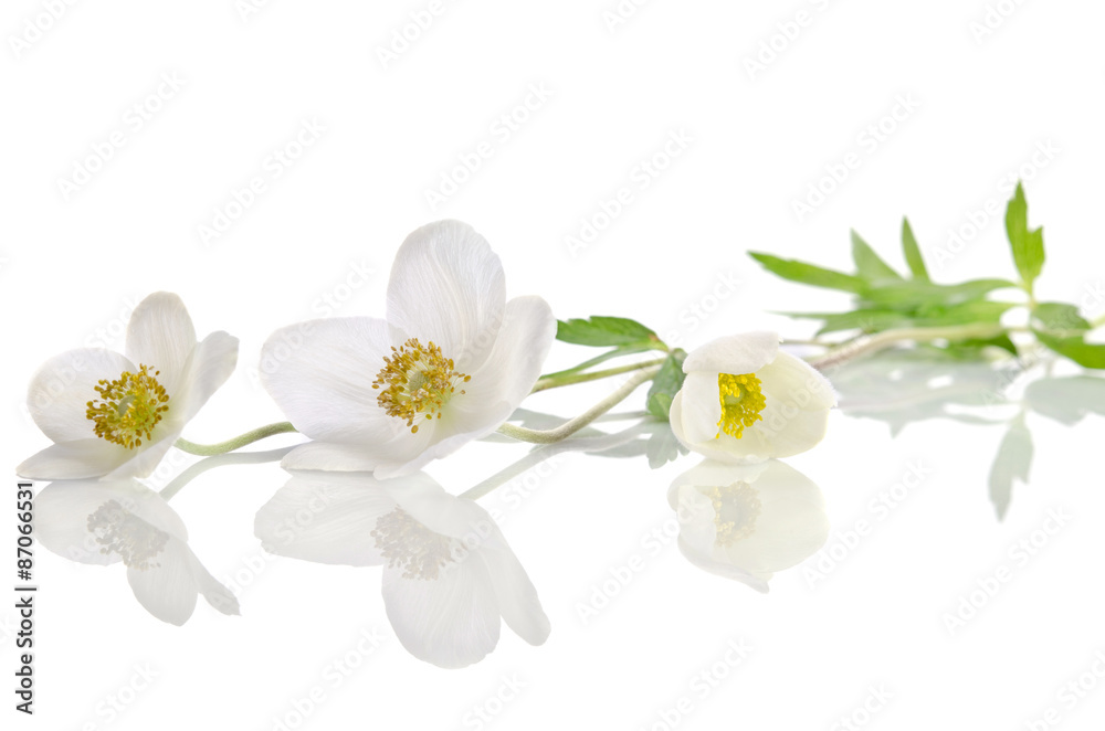 White anemone flowers isolated on white background White anemone flowers isolated on white background