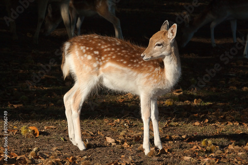 photo of a young fallow deer