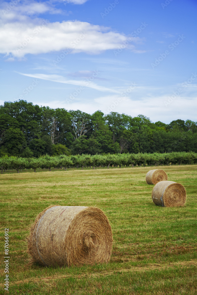 Haybales in a field