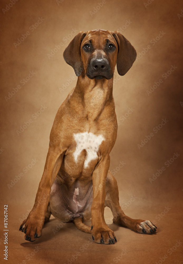 Rhodesian Ridgeback dog over brown background
