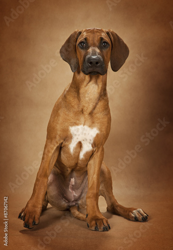 Rhodesian Ridgeback dog over brown background © Alexey Kuznetsov