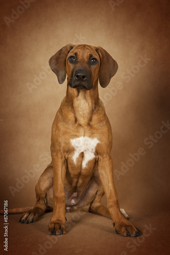 Fototapeta Naklejka Na Ścianę i Meble -  Rhodesian Ridgeback dog