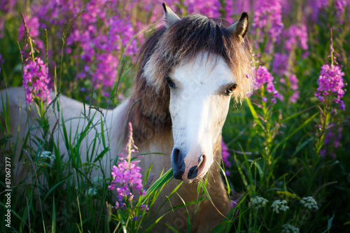 Fototapeta Naklejka Na Ścianę i Meble -  welsh pony