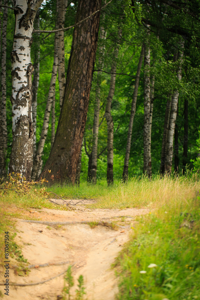 Fototapeta premium park