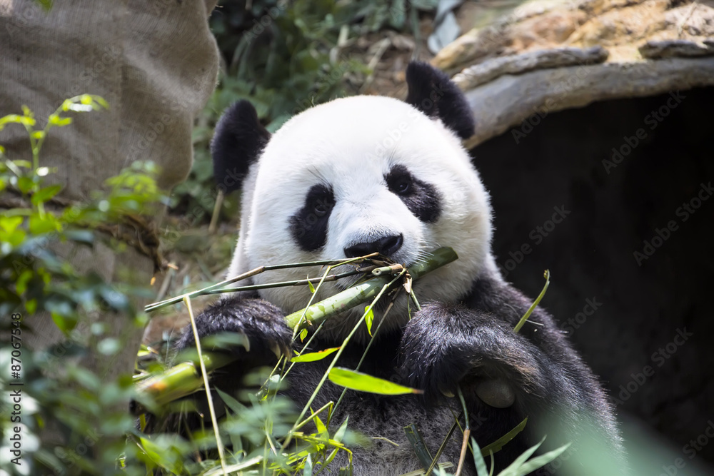 Fototapeta premium Giant panda Ailuropoda melanoleuca eating the bamboo zoo Singapore