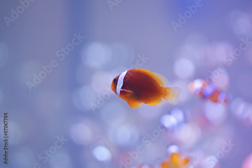 Tomato clownfish photo