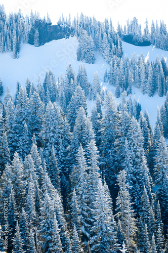 Snow Covered Trees at Mount Rainier