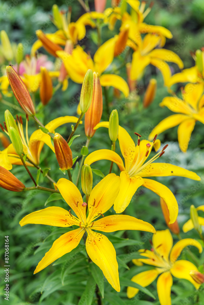 Fototapeta premium Yellow lilies