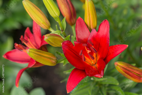 Red lilies outdoors