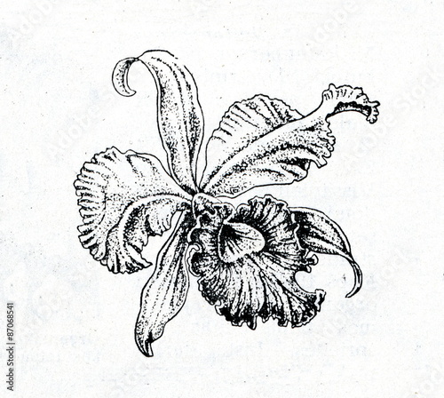 Fototapeta Naklejka Na Ścianę i Meble -  Cattleya flower