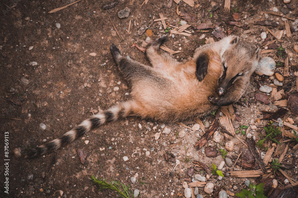 Obraz premium South American coati Nasua nasua playing with itself