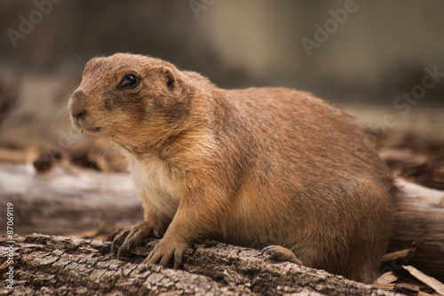 Close Up of a Gopher