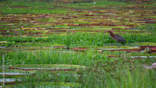 Birdl and Victoria Regia plant over river photo