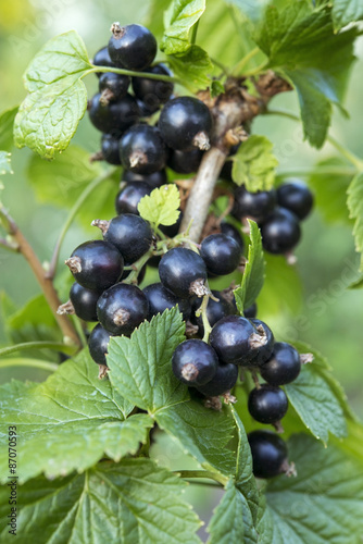 black currant branches with leaves