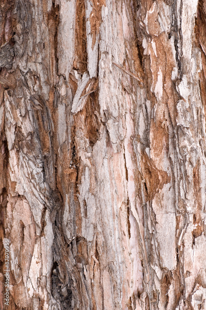Obraz premium Tree bark texture