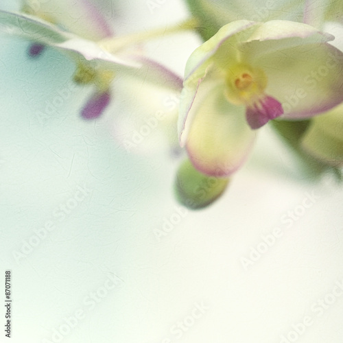 Fototapeta Naklejka Na Ścianę i Meble -  Sweet color orchid in soft color and blur style on mulberry paper texture
