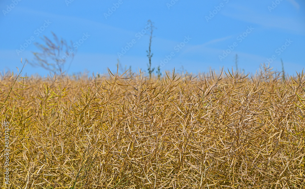 Fototapeta premium Field of ripe mature colza rape plant under blue sky