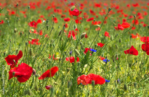 Wild summer meadow full with red blossom poppies and flowers, horizontal 