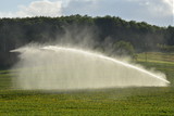 Arrosage par un jet d'eau puissant sur un champ de tournesols au Périgord Vert