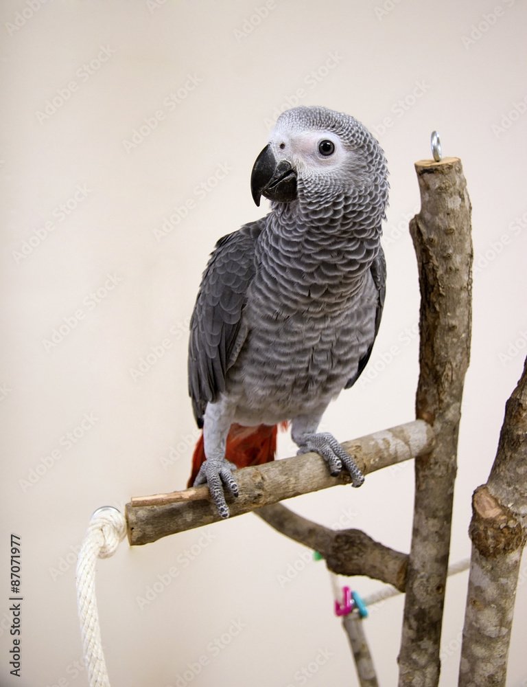 Fototapeta premium African Grey Parrot Perched on a Stand