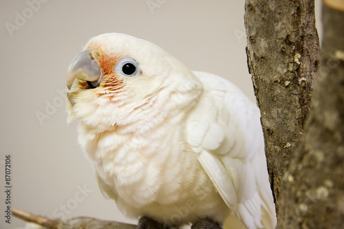 Goffin Cockatoo Young Parrot photo