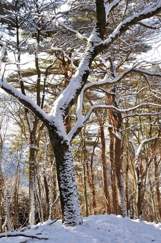 雪の樹木
