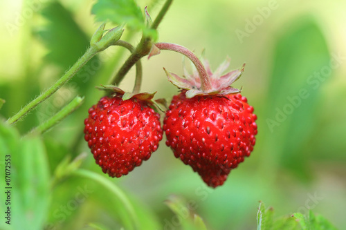 Wild strawberries. Closeup