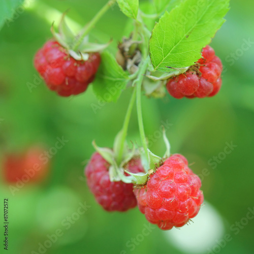 Red raspberries. Closeup