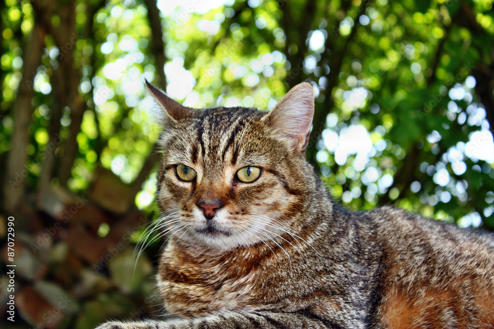 Obraz premium Cat gaze