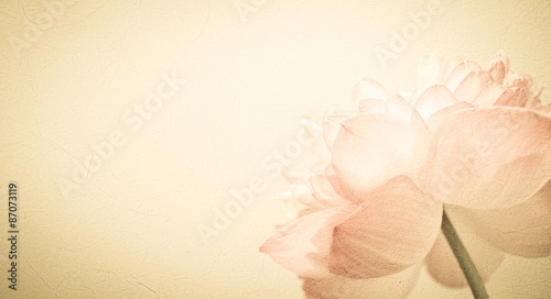 sweet color flower petals in soft color and blur style on mulberry paper texture
