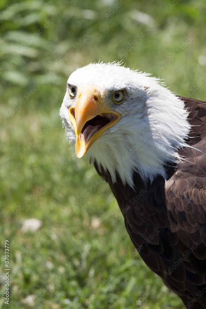 Obraz premium North American Bald Eagle