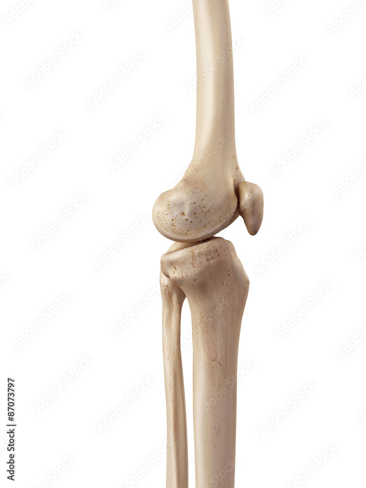medical accurate illustration of the knee