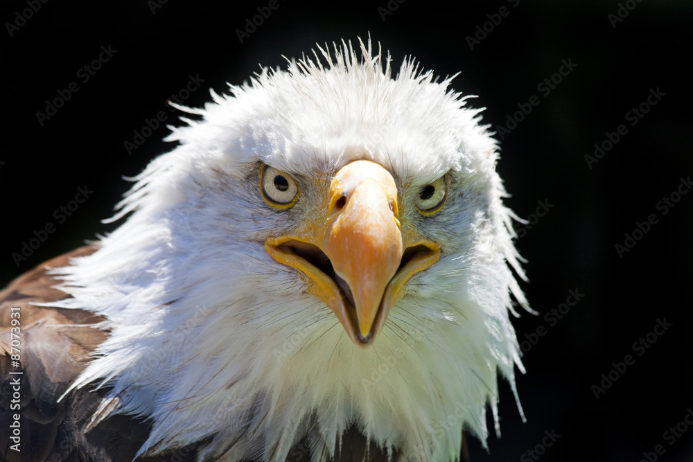 Obraz premium North American Bald Eagle