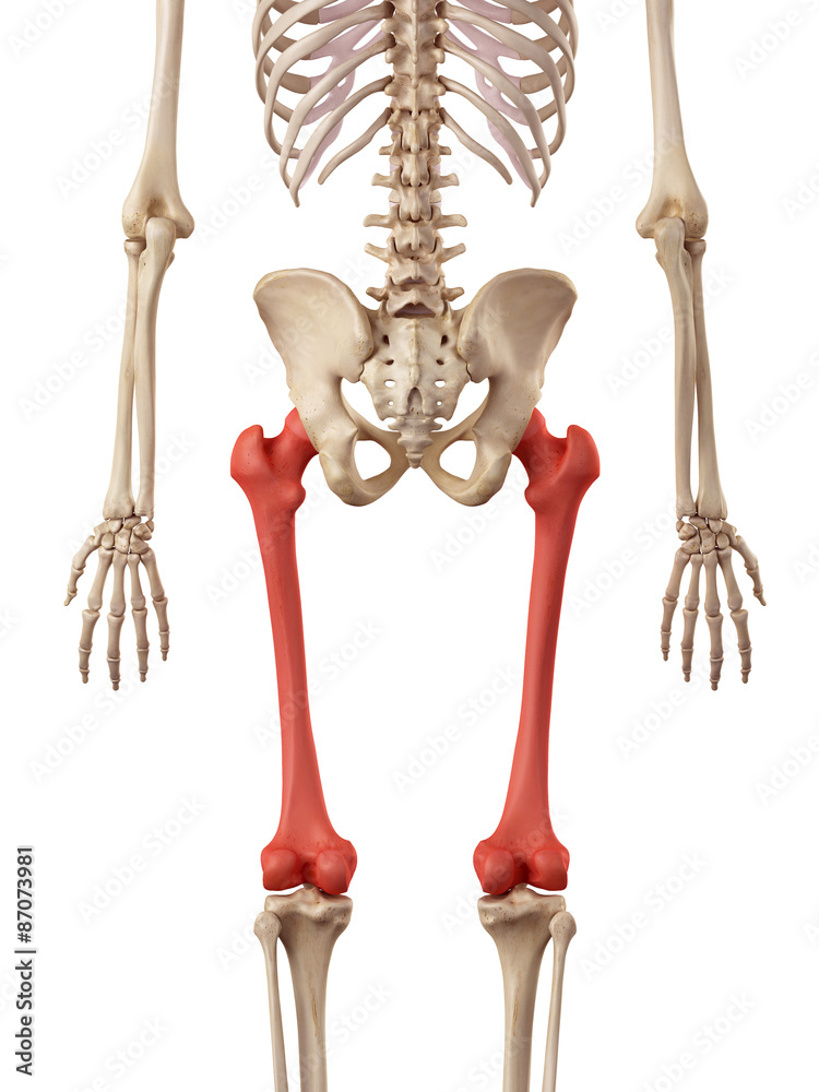 medical accurate illustration of the femur bone medical accurate illustration of the femur bone