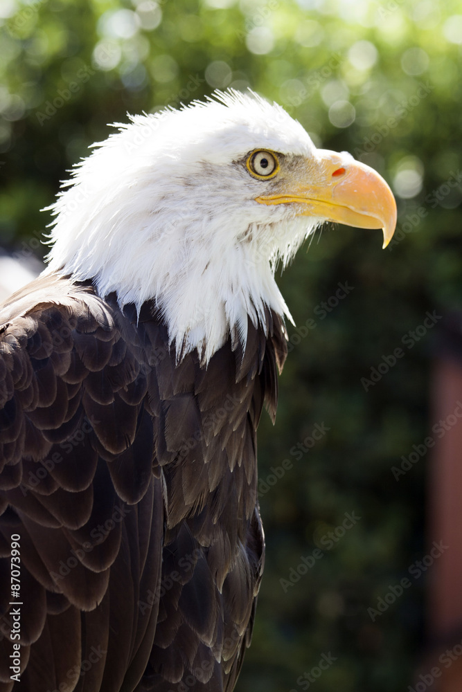 Obraz premium North American Bald Eagle
