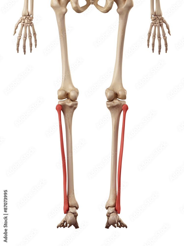 medical accurate illustration of the fiblua bone medical accurate illustration of the fiblua bone