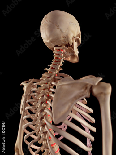 medical accurate illustration of the intervertebral discs