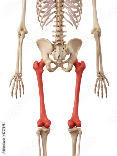 medical accurate illustration of the femur bone