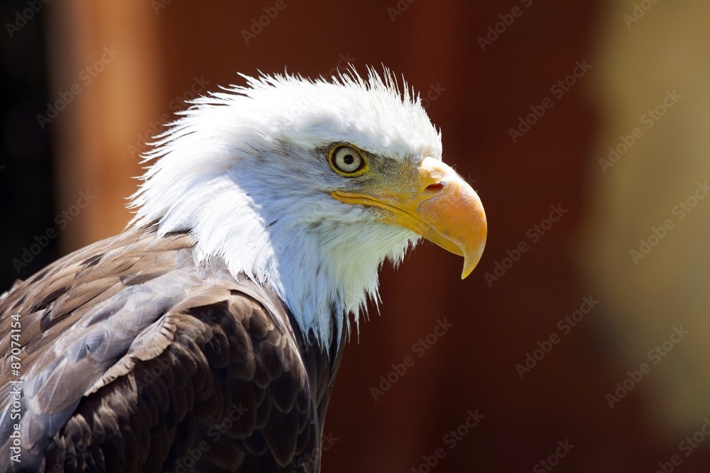 Fototapeta premium North American Bald Eagle