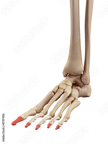 Canvastavla medical accurate illustration of the distal phalanx bones
